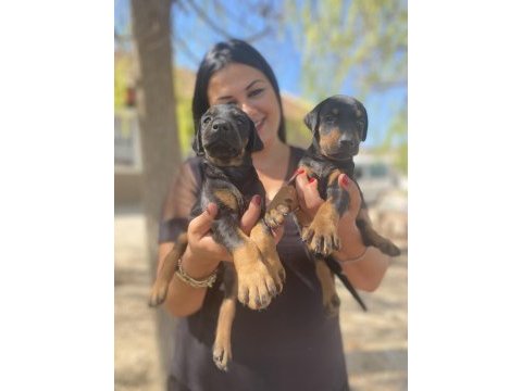 Safkan anne baba şecereli king doberman yavrularım