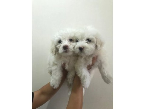 Maltese terrier bebekler