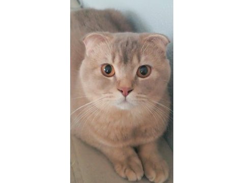 Tarçın scottish fold oğlum sahiplendirilecektir