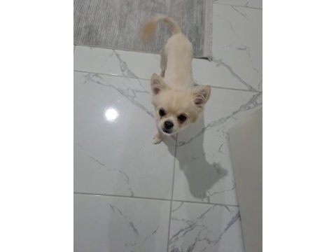 Orjinal erkek chihuahua