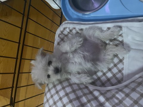 0 numara 2,5 aylık orjinal maltese terrier