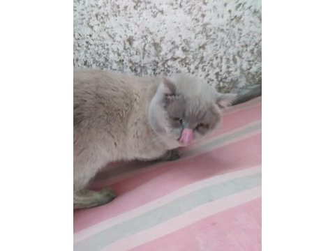 1 yaşında erkek british shorthair sahiplendirilecektir