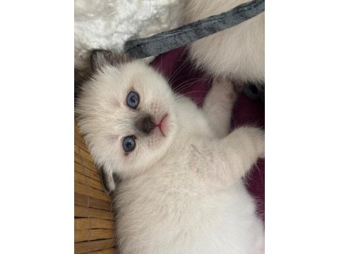 Safkan blue point yavrular