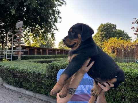 Rottweiler yavrularımız