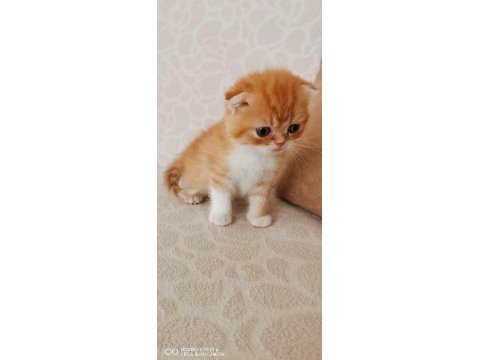 Longhair ve shorthair fold