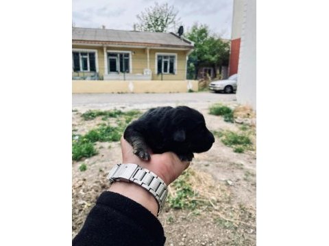 Alman kurdu yavrusu
