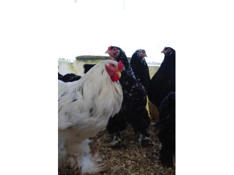 Black modled brahma kuluçkalık yumurta & civciv