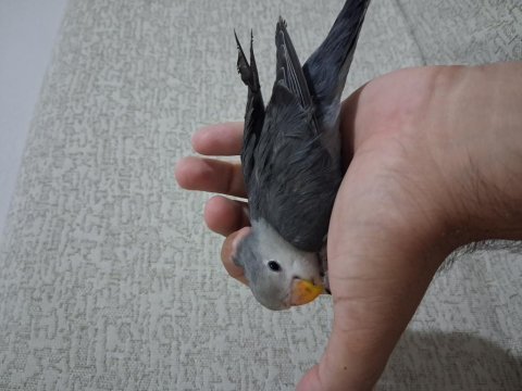 Yavru sevda papağanı açıklama okuyun