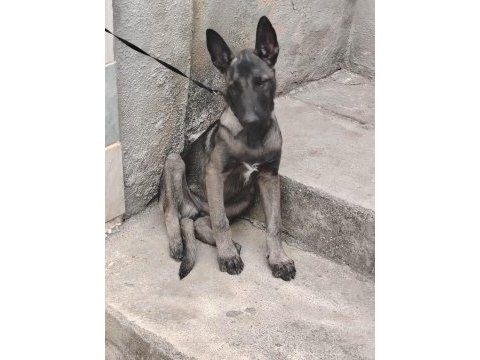 Orjınal belçıka kurdu