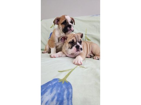Süper kalite ingiliz bulldog yavrular