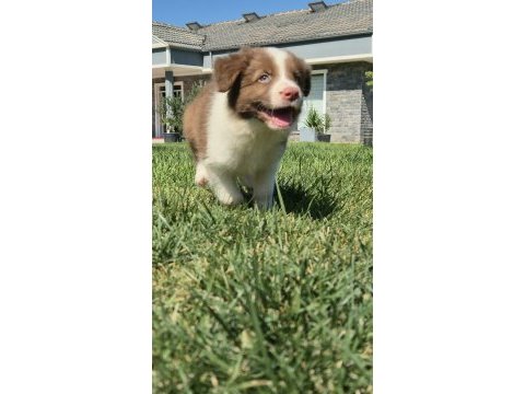 Border collie yavruları aşıları tam