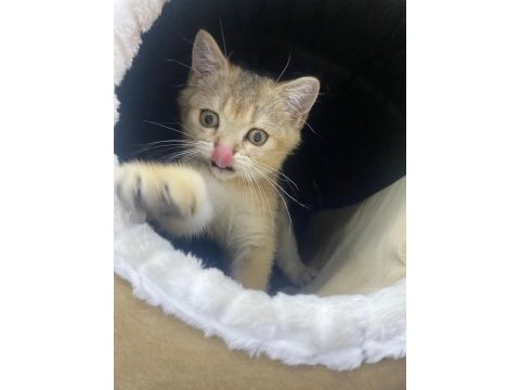 Yavru kedi