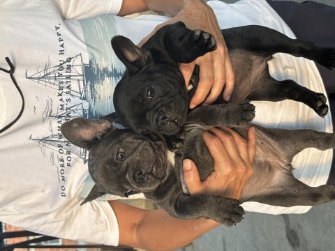 Blue ve black kaliteli french bulldog yavruları