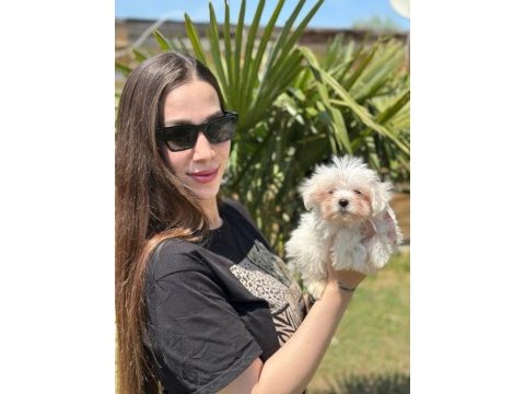 Safkan maltese terrier yavruları