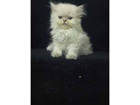 British longhair 2 aylık kedimiz