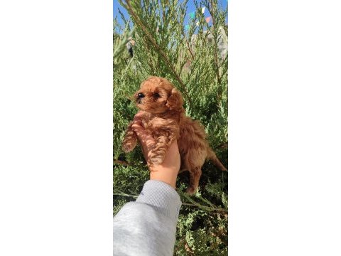 Minyatür maltipoo kız