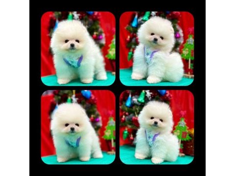 A kalite pomeranian boo köpeği