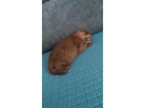 Tek doğan dişi scottish fold yavrum sahiplendirmek istiyorum