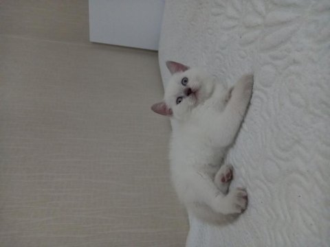 British shorthair yavrumuz yeni yuvasını arıyor
