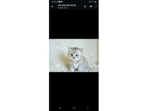 British shorthair 60 günlük