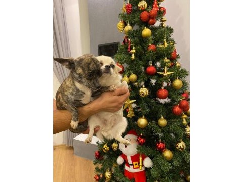 1 çift 0 boy şivava köpekler