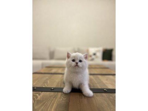 Brıtısh shorthair sılver yavrularım 