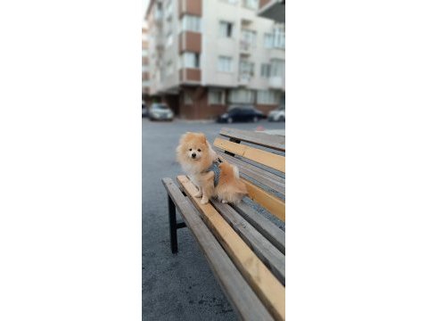 2.5 yaşında erkek pomeranian