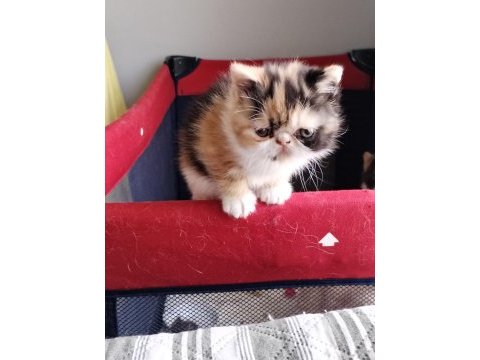 Exotic shorthair tüm türkiye geneli gönderim mevcut