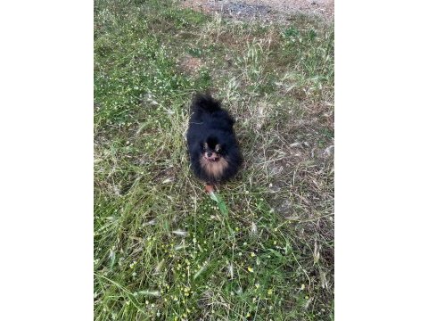Pomeranian black tan dişi