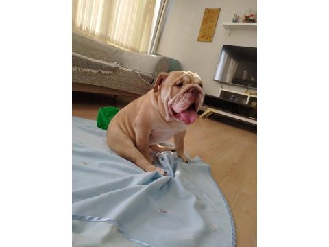 İngiliz bulldog 11 aylık erkek