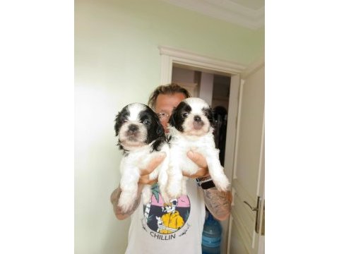 Kaliteli anneden kaliteli shih tzu yavrular
