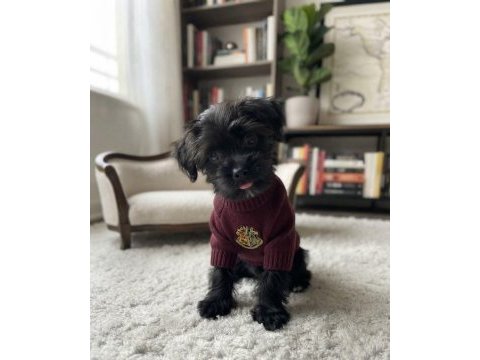 Teacup morkie black