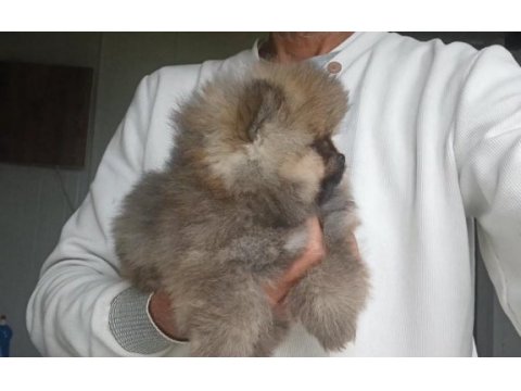 Orijinal pomeranian boo