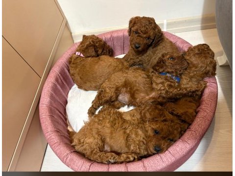 Safkan toy poodle bebekleri