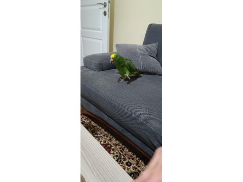 Sarı alınlı amazon papağanı (amazona ochrocephala)