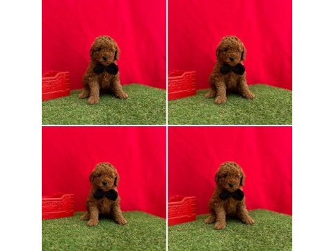 Toy poodle yavrularımız ömürlük aileleri bekliyor