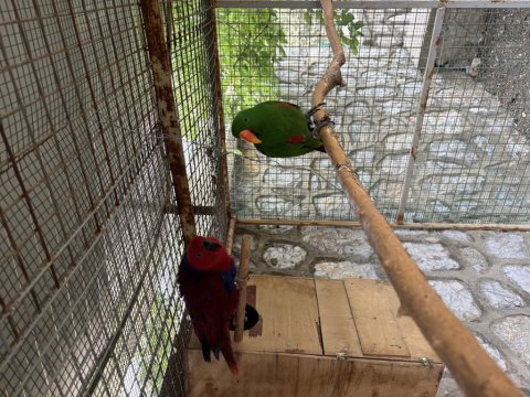 Belgeli konuşan yavru veren eclectus papağanı çift