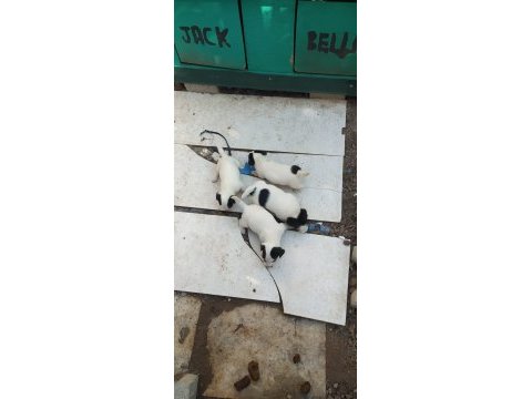 2 aylık jack russell safkan