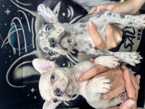 Tr’nin en büyük french bulldog çiftliğinden