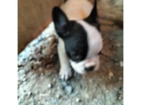 İlgilenen arkadaşlara french bulldog