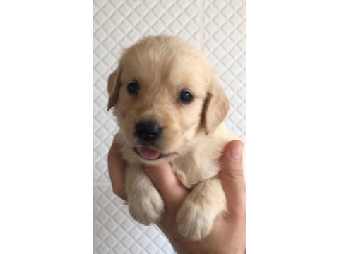 Cana yakın golden yavrular