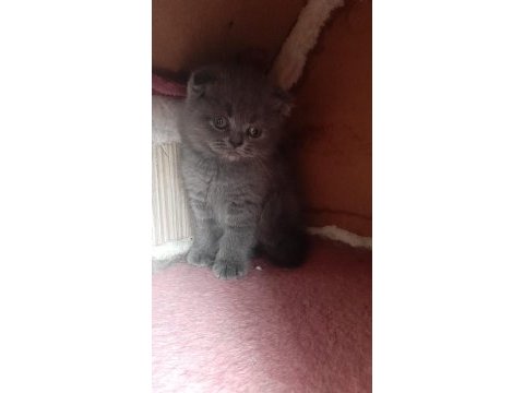 Yavrularım erkek dişi british shorthair