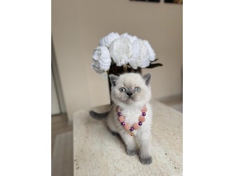 Safkan bluepoint british shorthair yavrular
