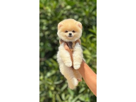 Mersinin gözde saf toy poodle bebekleri