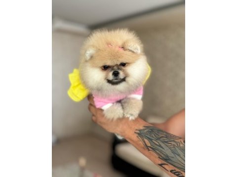 Bal gibi dışı pomeranian boo