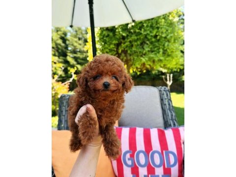 Ankaranın en güzel kore toy poodle yavruları