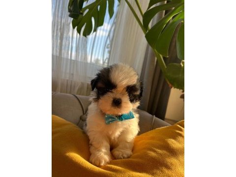 Bebek surat orjinal ırk shih tzu yavrular