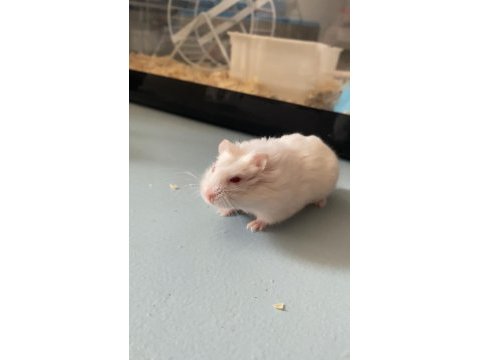 Hamster yavruları tatlı izmir/buca