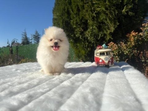 Erkek dişi pomeranian yavrular