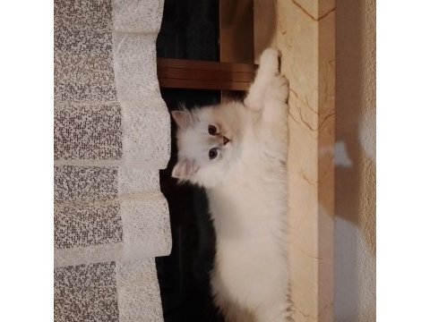 Bulut paşa british longhair